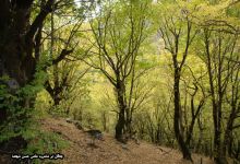 گزارش تصویری از فصل پاییز در جنگل ابر شاهرود